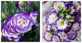 50 Seeds Purple-edged Lisianthus Flowers Garden - £27.92 GBP