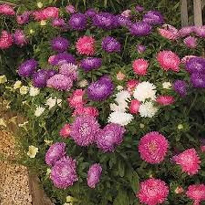 50 Fresh Seeds Aster Gremlin Double Mixed - $11.79