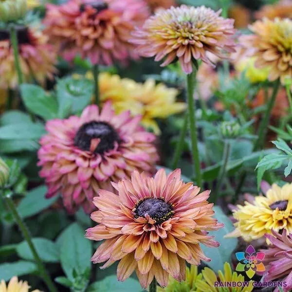 200 Caramel Mix Rudbeckia Seeds Planting Fast US Shipping - $200.49 MXN