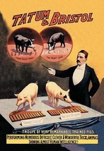 Tatum and Bristol&#39;s Troupe of Trained Pigs 20 x 30 Poster - £20.52 GBP