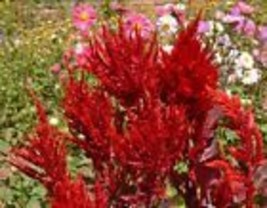 Celosia SCARLET PLUME Red CutFlowers Plumed Cockscomb 500 Seeds Heirloom Non-GMO - £9.65 GBP