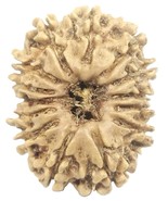 14 Mukhi Rudraksha / Fourteen Face Rudraksh - Nepal - 22.28 mm - IGL Cer... - €386,98 EUR