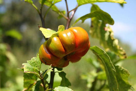 25 pcs Turkish Orange Eggplant Scarlet Solanum Aethiopicum Fruit Vegetable Seeds - £7.09 GBP