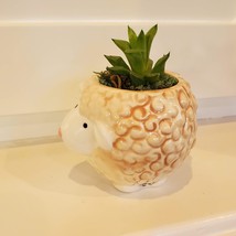 Sheep Planter Pot with Succulent, Star Cactus, Haworthia Retusa, Animal Planter image 7