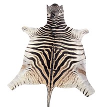 Real Zebra Skin Rug Hide # 45 Size:  7.3 X 5.5 feet Genuine Burchells Ze... - $1,079.79 CAD