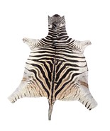 Real Zebra Skin Rug Hide # 45 Size:  7.3 X 5.5 feet Genuine Burchells Ze... - $1,079.79 CAD