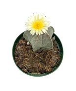 Bishop&#39;s Cap Cactus, Astrophytum Myriostigma, 4 inch bishops mitre hat - €15,80 EUR