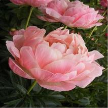 25pc PEONY SEEDS  rare exotic Garden Plant Flower bloom (Light Pink) - £12.63 GBP