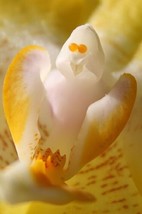 Best 25 Seeds Easy To Grow Ghost Orchid White Flower Dendrophylax Lindenii - $8.79