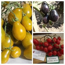 KEYES tomato sortiment - PACKAGE - 3 variety - 35+ seeds - V 122 - £3.92 GBP
