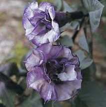 10 Seeds Datura Angel&#39;s Trumpet Double Purple Seeds - £20.87 GBP