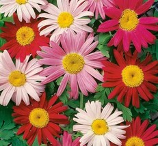 Grow In US Painted Daisy Flower Seeds 200+ Perennial Bees Butterfly Garden - £6.75 GBP