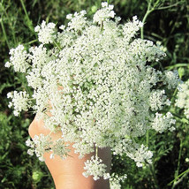 FMG 200 Ammi Majus Queen Anns Lace Seeds Perfect Vase Filler Cottage Pla... - $16.81