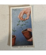 Stopping Sweet Pea Seedlings WD &amp; HO Wills Vintage Cigarette Card #25 - £2.32 GBP