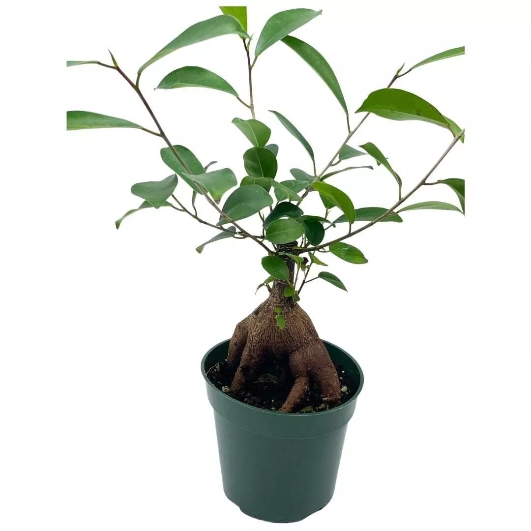  ininese Banyan 4 in Pot Ficus microcarpa Malayan Banyandian Laurel C - £35.22 GBP