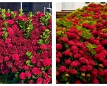 RUBY SLIPPERS Hydrangea Starter Plant Opens White then Pink then to Bloo... - $54.93