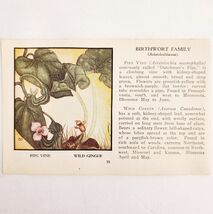 Pipe Vine Wild Ginger Flower 1932 Antique Color Plate Print Irving Lawso... - $11.25