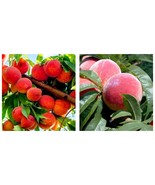 20 Pcs Seeds Dwarf Bonanza Peaches, Peach Tree Peach Bonsai Fruit Bonsai... - £15.17 GBP