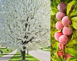 5 American Plum Prunus Red Purple Fruit White Flower Shrub Tree Seeds Fresh Usa  - £7.86 GBP