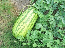 Bloomys 40 Seeds Jubilee Watermelon Seeds Heirloom Organic Vine 25 30Lbs Summer  - £7.76 GBP