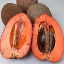 Grafted Mamey Sapote Pouteria Zapota Mamey Colorado Live Fruit Tree 2-3Ft Injert - $138.99