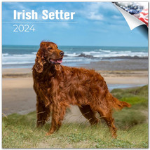 Irish Setter Wall Calendar 2024 Animal DOG PET Lover Gift - £19.75 GBP