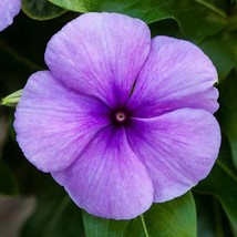 USA SELLER 25 Vinca Seeds Blockbuster Blue Periwinkle Seeds Flower Seeds Garden  - $19.42