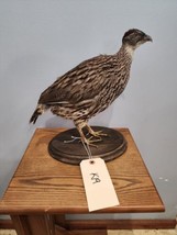 Beautiful Erckel&#39;s Francolin (Pternistis Erckelii)  Bird Taxidermy Mount - £274.96 GBP