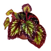 Harmony&#39;s Starry Night Begonia Rex 4 inch Super Splashy White Purple Band - £14.74 GBP