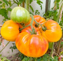 Septh Tomato Hawaiian Pineapple Beefsteak Heirloom Indeterminate Usa Non-GMO 30 - $5.02