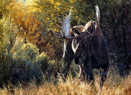 Art Giclee Printed Oil Painting Print The moose in the primeval forest - £6.42 GBP+