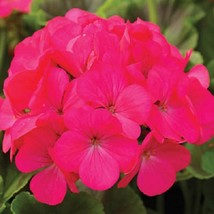 Geranium Seeds Maverick Rose Geranium Seeds 15 Seeds Fresh Seeds USA - £15.92 GBP