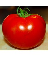 Celebrity Tomato 45 Seeds -Disease Resistant! - £1.98 GBP