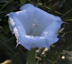 Nuevo 20  Blue Angels Trompeta Datura Semillas De Flor Anual  SG - £11.63 GBP