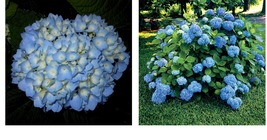2.5&quot; pot 2 Nikko Blue Hydrangea Gardening - £36.95 GBP