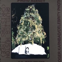 1998 Anjelica Huston&#39;s Christmas Tree Photo Transparency Slide 35mm - £7.41 GBP
