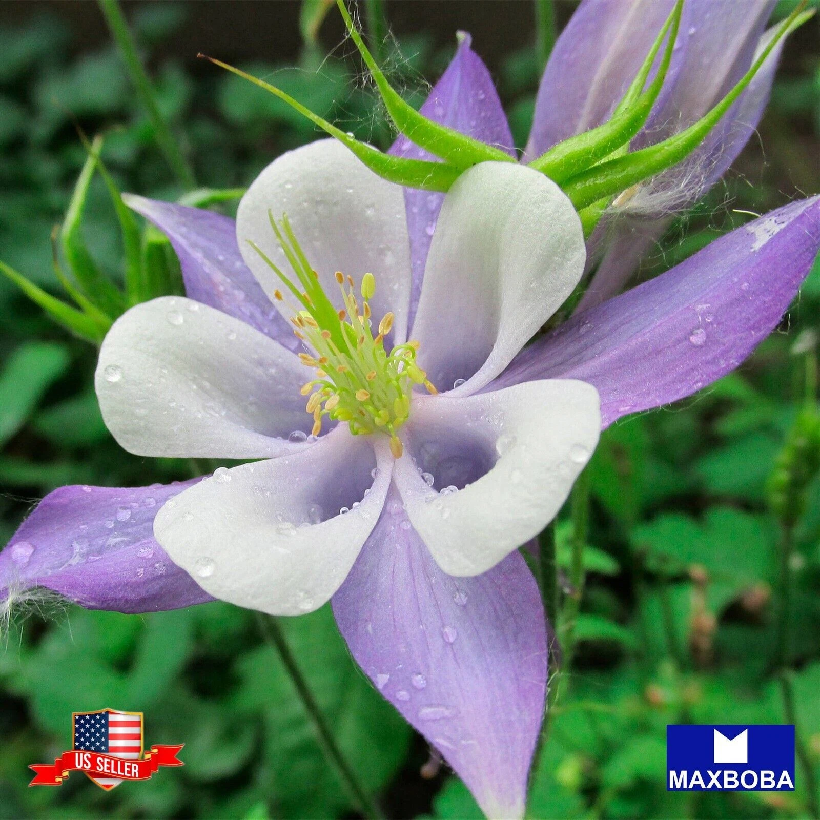 Columbine Seeds - McKanas Giant Aquilegia x hybrida Non-GMO Herb Garden ... - $8.32