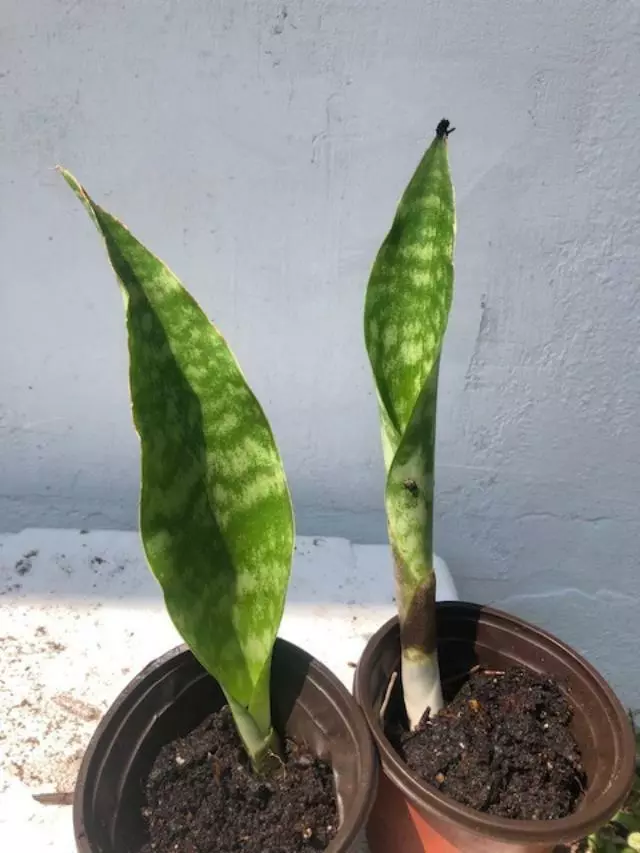 SANSEVIERIA (MOTHER-IN-LAW-TONGUE), AIR PURIFIER, starter plant (1X 8&quot;-10&quot;) - $29.00