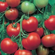 Super Sioux Tomato Seeds 10 Seeds US Seller Fast Shipping - £11.78 GBP