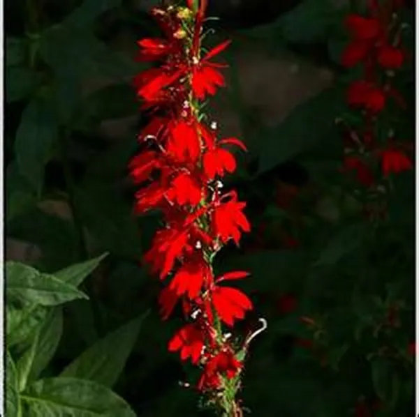 Cardinal Flower 50 Fresh Seeds - $13.40