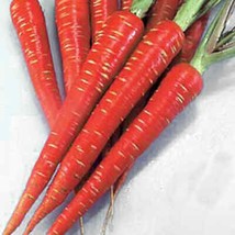 Atomic Red Carrot Seeds High Antioxidant Lycopene Crisp Roots Specialty Carrot N - $12.05