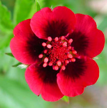 US Seller Hardy Scarlet Cinquefoil 25 Seeds Bright Red Flowers Fresh Seeds - $19.96