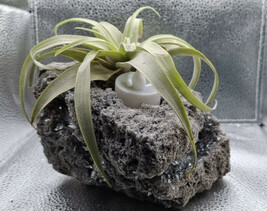 MBK Hand Carved Pumice Stone Crystal Planter With Air Plants And Led Bul... - $76.12