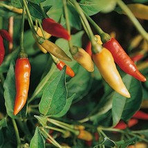 TeL Tabasco Pepper Seeds 30+ Hot Chile Pepper Sauce Spicy Vegetable - £2.38 GBP
