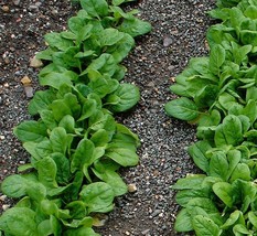 Spinach organic heirloom 100 seeds- code 063 - £4.00 GBP