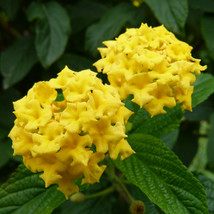 20 Seeds Lantana Camara Bonsai Flowers T3 - $5.99