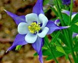 200 Seeds Rocky Mountain Columbine Seeds Native Wildflower Shade Garden ... - £7.16 GBP