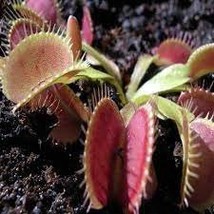 Catchfly Potted Plant Garden Venus Fly Trap Insectivorous Plant 100 PCS ... - $9.24 CAD