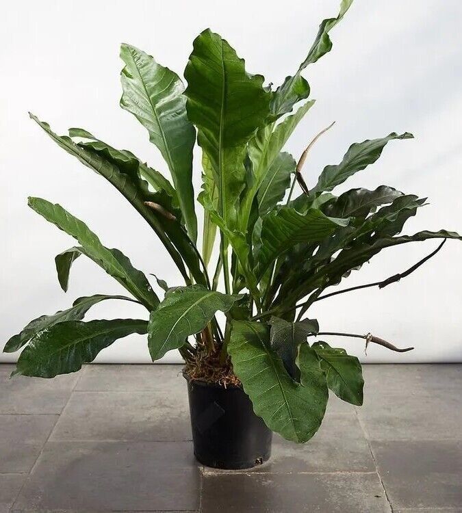 Anthurium Water Dragon Starter Live Plant 10 To 12 Inch Tall In 4 Inch P... - $18.98