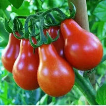 Chocolate Pear-shaped Cherry Tomato, 100 seeds  - £8.04 GBP